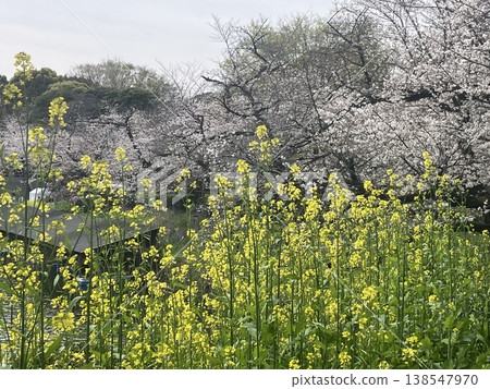 櫻花和油菜花盛開的公園 櫻花和油菜花盛開的公園 138547970