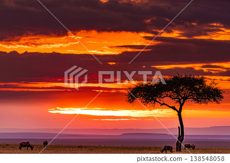 Maasai Mara National Game Reserve Park Great Rift Valley Narok County Kenya East Africa Savannah Grassland Wild Wildlife Animals Bush Adventure Travels Safaris Sunset Sunrise Sundwoner Birds Discovery 138548058