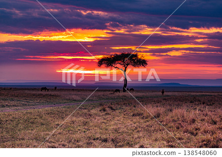 Maasai Mara National Game Reserve Park Great Rift Valley Narok County Kenya East Africa Savannah Grassland Wild Wildlife Animals Bush Adventure Travels Safaris Sunset Sunrise Sundwoner Birds Discovery 138548060