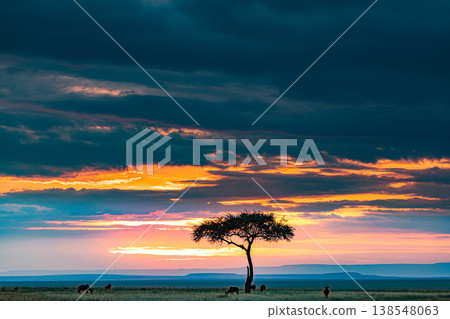 Maasai Mara National Game Reserve Park Great Rift Valley Narok County Kenya East Africa Savannah Grassland Wild Wildlife Animals Bush Adventure Travels Safaris Sunset Sunrise Sundwoner Birds Discovery 138548063