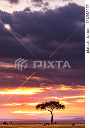 Maasai Mara National Game Reserve Park Great Rift Valley Narok County Kenya East Africa Savannah Grassland Wild Wildlife Animals Bush Adventure Travels Safaris Sunset Sunrise Sundwoner Birds Discovery 138548065