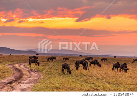 Maasai Mara National Game Reserve Park Great Rift Valley Narok County Kenya East Africa Savannah Grassland Wild Wildlife Animals Bush Adventure Travels Safaris Sunset Sunrise Sundwoner Birds Discovery 138548074