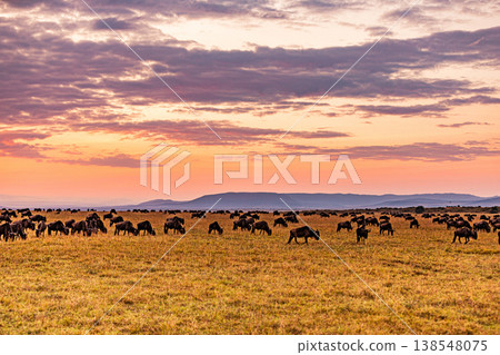Maasai Mara National Game Reserve Park Great Rift Valley Narok County Kenya East Africa Savannah Grassland Wild Wildlife Animals Bush Adventure Travels Safaris Sunset Sunrise Sundwoner Birds Discovery 138548075