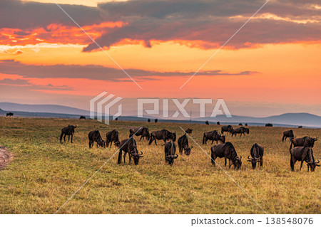 Maasai Mara National Game Reserve Park Great Rift Valley Narok County Kenya East Africa Savannah Grassland Wild Wildlife Animals Bush Adventure Travels Safaris Sunset Sunrise Sundwoner Birds Discovery 138548076