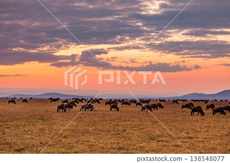 Maasai Mara National Game Reserve Park Great Rift Valley Narok County Kenya East Africa Savannah Grassland Wild Wildlife Animals Bush Adventure Travels Safaris Sunset Sunrise Sundwoner Birds Discovery 138548077