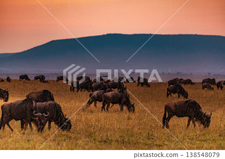 Maasai Mara National Game Reserve Park Great Rift Valley Narok County Kenya East Africa Savannah Grassland Wild Wildlife Animals Bush Adventure Travels Safaris Sunset Sunrise Sundwoner Birds Discovery 138548079