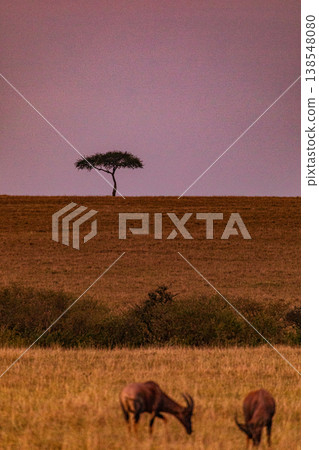 Maasai Mara National Game Reserve Park Great Rift Valley Narok County Kenya East Africa Savannah Grassland Wild Wildlife Animals Bush Adventure Travels Safaris Sunset Sunrise Sundwoner Birds Discovery 138548080