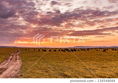Maasai Mara National Game Reserve Park Great Rift Valley Narok County Kenya East Africa Savannah Grassland Wild Wildlife Animals Bush Adventure Travels Safaris Sunset Sunrise Sundwoner Birds Discovery 138548084