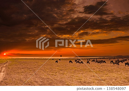 Maasai Mara National Game Reserve Park Great Rift Valley Narok County Kenya East Africa Savannah Grassland Wild Wildlife Animals Bush Adventure Travels Safaris Sunset Sunrise Sundwoner Birds Discovery 138548097
