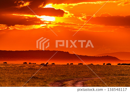 Maasai Mara National Game Reserve Park Great Rift Valley Narok County Kenya East Africa Savannah Grassland Wild Wildlife Animals Bush Adventure Travels Safaris Sunset Sunrise Sundwoner Birds Discovery 138548117