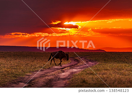 Maasai Mara National Game Reserve Park Great Rift Valley Narok County Kenya East Africa Savannah Grassland Wild Wildlife Animals Bush Adventure Travels Safaris Sunset Sunrise Sundwoner Birds Discovery 138548123
