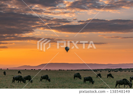 Maasai Mara National Game Reserve Park Great Rift Valley Narok County Kenya East Africa Savannah Grassland Wild Wildlife Animals Bush Adventure Travels Safaris Sunset Sunrise Sundwoner Birds Discovery 138548149