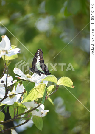 一隻藍鳳蝶停在山茱萸樹上。 一隻藍鳳蝶停在山茱萸樹上。 138548178