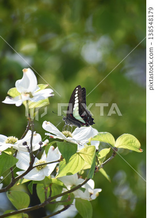 A blue swallowtail butterfly resting on a dogwood tree. A blue swallowtail butterfly resting on a dogwood tree. 138548179