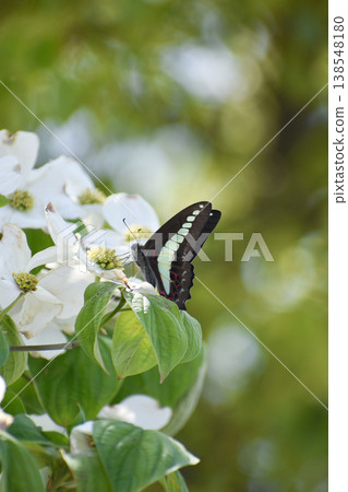 A blue swallowtail butterfly resting on a dogwood tree. A blue swallowtail butterfly resting on a dogwood tree. 138548180