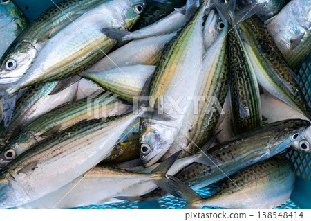 東洋漁港拍賣會上的鯖魚 138548414
