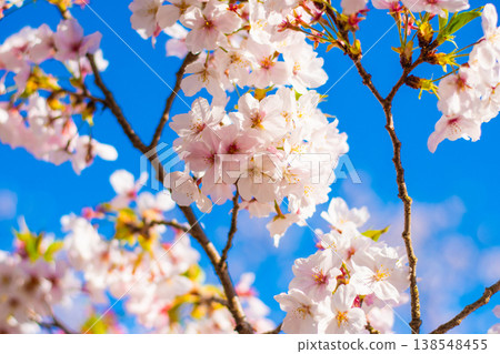 Cherry blossoms blooming at Koyama Castle 138548455