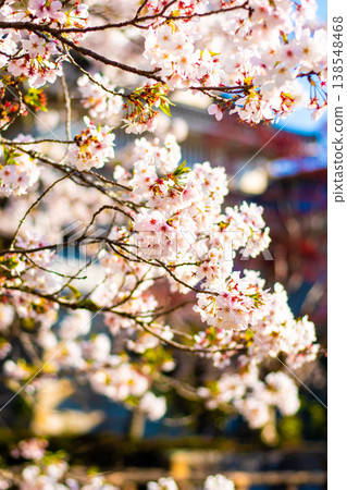 Cherry blossoms blooming at Koyama Castle 138548468