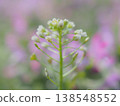 Shepherd's purse flowers blooming in a field of Lamium amplexicaule (afli20260328085153) 138548552