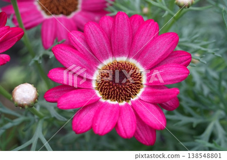 Margaret Margaret 138548801