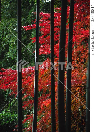 竹林和秋葉 竹林和秋葉 138548814