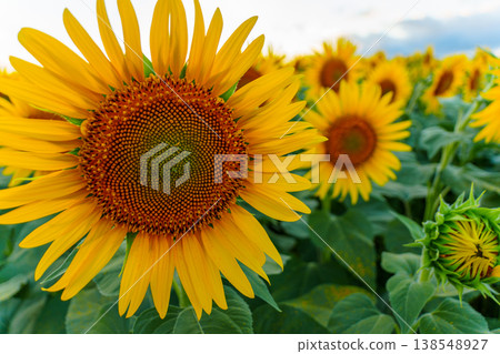 250802 Tsunan Town Sunflower Field 250802 Tsunan Town Sunflower Field 138548927