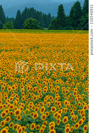 250802 Tsunan Town Sunflower Field 250802 Tsunan Town Sunflower Field 138548931
