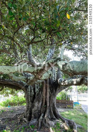 The tree at the palace on Aka Island The tree at the palace on Aka Island 138549130