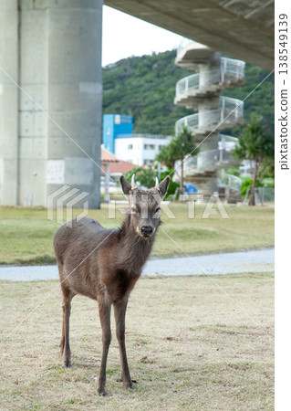 阿卡島上的慶良間鹿 阿卡島上的慶良間鹿 138549139