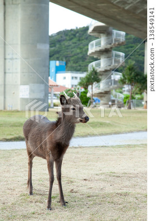阿卡島上的慶良間鹿 阿卡島上的慶良間鹿 138549141