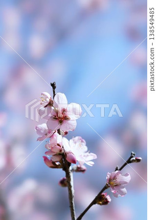 杏仁花 138549485