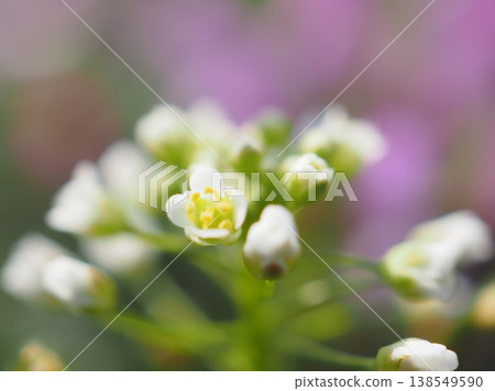 薺菜花(20260328085220) 薺菜花(20260328085220) 138549590