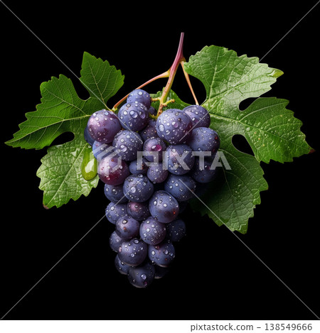 A bunch of purple grapes with leaves isolated on black backdrop with clipping path, concept freshness and natural produce 138549666