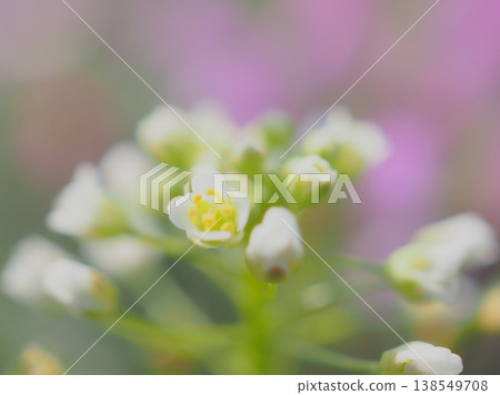 薺菜花(afli20260328085220) 薺菜花(afli20260328085220) 138549708