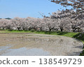 [Echizen City, Fukui Prefecture - April] Cherry blossom viewing path along Yoshinose River: Cherry trees reflected on the surface of the rice paddies. 138549729