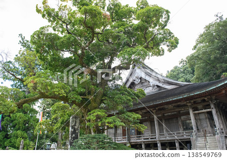 Kumano Sanzan Seiganto-ji Temple, Machilus thunbergii tree, Natural Monument, Wakayama Prefecture 138549769