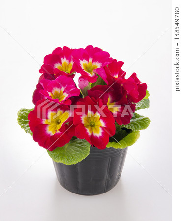 Julian seedlings (red varieties) 138549780