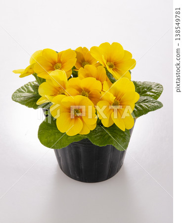 Julian's seedling, yellow 138549781