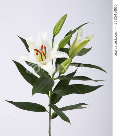 Oriental Lily White 138549800
