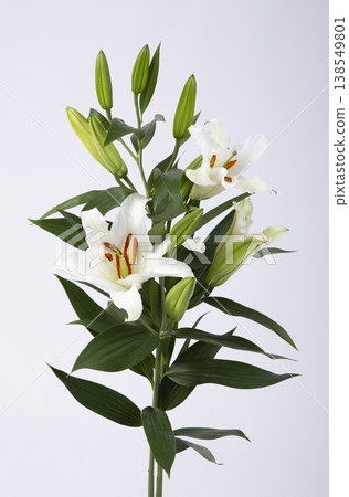 Oriental Lily White 138549801