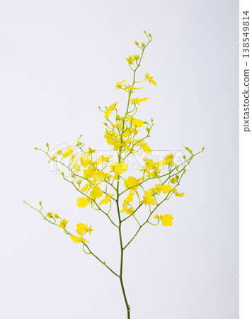 Onsymous Onsymous 138549814