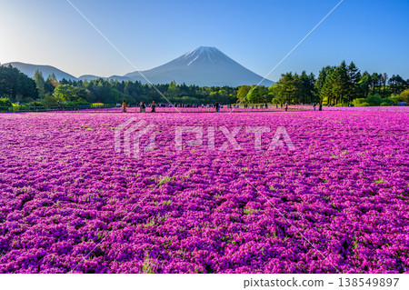 富士山與盛開的苔蘚福祿考：富士芝櫻祭（山梨縣）的壯麗景色 138549897