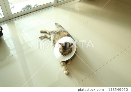 Tabby Cat by Glass Door 138549950