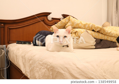 Khao Manee Cat Looking at Camera Khao Manee Cat Looking at Camera 138549958