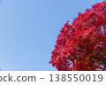 明亮的紅色葉子和藍天 138550019