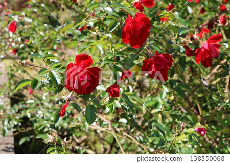 Red Contest Red Contest 138550068