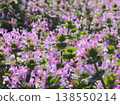Field of Lamium amplexicaule (20260328085257) 138550214