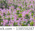 A field of Lamium amplexicaule bathed in spring sunlight (afli20260328085257) 138550287