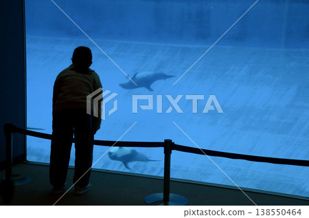 Aquarium scenery 138550464