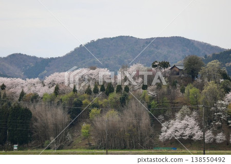 [Echizen City, Fukui Prefecture - April] Cherry blossoms in full bloom adorn Funayama Mountain; Funayama Mountain and Kofun Mountain viewed from the foot of the mountain. 138550492